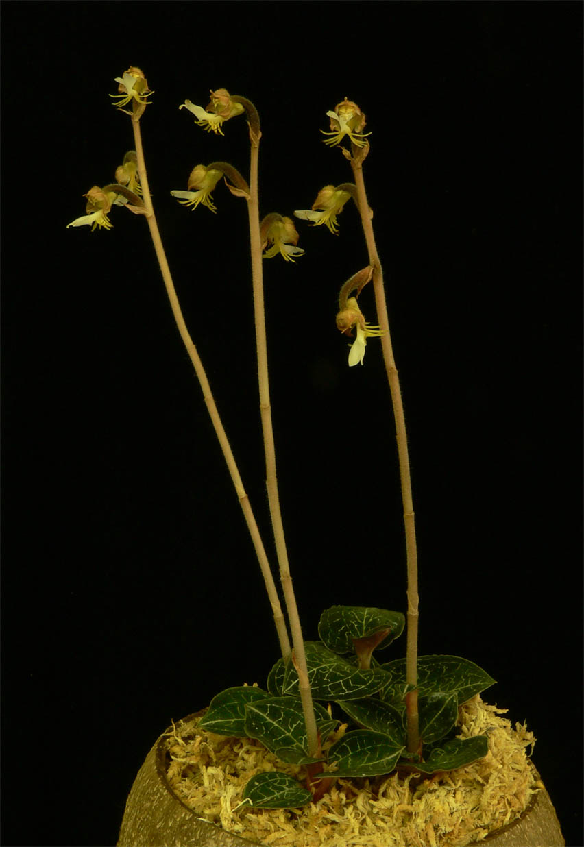 Anoectochilus formosanus